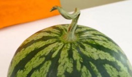 今日宜吃瓜章玉,章玉带你领略美食与娱乐的完美融合