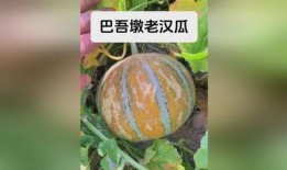 在新疆吃老汉瓜,品味老汉瓜的独特魅力