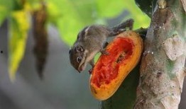 小松鼠吃不吃瓜,吃与不吃的智慧