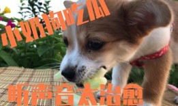 可以喂狗吃瓜吗,西瓜、哈密瓜等瓜类水果的适宜性分析