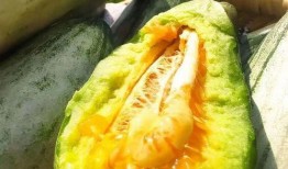 形容安静的吃瓜,品味宁静中的美食时光