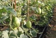 小巷吃瓜,揭秘民间趣事，品味生活百态