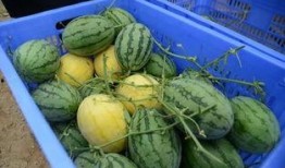 pp吃瓜群,网络社交新现象背后的故事