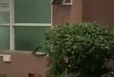 滨江最新吃瓜新闻,揭秘网红餐厅神秘事件背后的真相