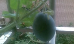 二阳吃的瓜,揭秘瓜农与瓜商的甜蜜博弈