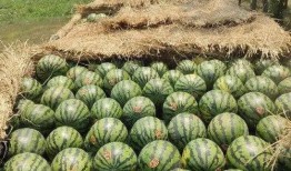 2021值得吃的瓜,那些让人回味无穷的“瓜”