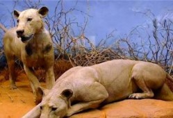 狮子吃两瓜,探寻动物食量的奥秘