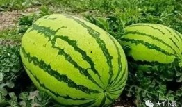 吃瓜爆瓜大事件真相,真相背后的惊人内幕