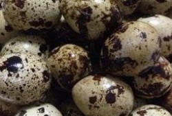 吃鹌鹑蛋还能吃哈密瓜吗