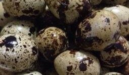 吃鹌鹑蛋还能吃哈密瓜吗