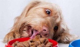 热心吃瓜狗狗图片大全