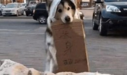 吃瓜群众变跟风狗,网络舆论的演变轨迹