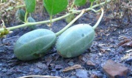 怀孕可以吃牛角瓜,牛角瓜助力健康孕育