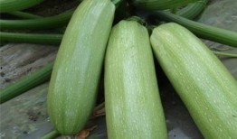 吃稍瓜的好处,揭秘稍瓜的五大养生益处