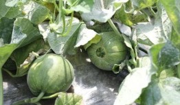 夏季吃瓜的季节