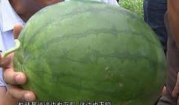 优秀吃瓜人,探寻优秀吃瓜者的智慧人生