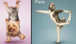 带你吃瓜动物补全