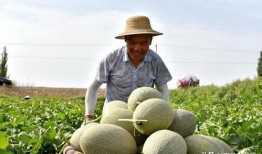 吃瓜作品怎么发,从吃瓜作品看娱乐圈的喧嚣与真相