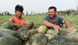 喀什人吃伽师瓜视频