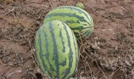 吃瓜小院,揭秘娱乐圈背后的故事与真相