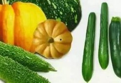 吃瓜的老黑,吃瓜老黑的趣味生活点滴