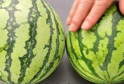 吃瓜的素质不挑,不挑食的吃瓜指南