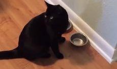 小猫声控吃瓜,瓜果飘香，萌宠美食时光