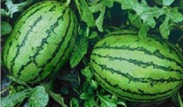 瓜有点吃不起来,揭秘那些让人望而却步的美食之谜