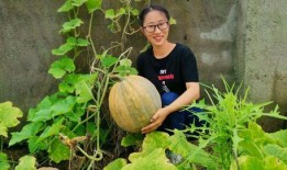 青农瓜怎么吃,解锁夏日清新美味