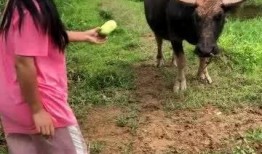 最牛吃瓜,揭秘网络舆论场的风云变幻