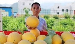 有身份的人吃瓜,揭秘名流圈层中的吃瓜盛宴