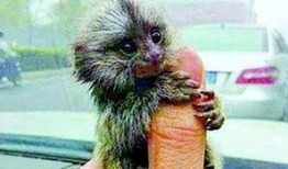 吃瓜卖货变猴子,变身猴子背后的神秘故事