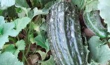 棱子酥瓜怎么吃,夏日消暑美食，轻松制作与享用指南