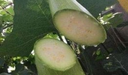 包大黑吃瓜,揭秘娱乐圈幕后故事