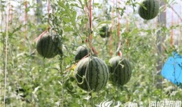 济南热门吃瓜事件视频,一场全民参与的吃瓜盛宴