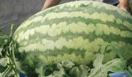 平川中恒吃瓜比赛,一场舌尖上的狂欢盛宴