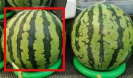 吃瓜看这,吃瓜群众视角下的娱乐圈风云录