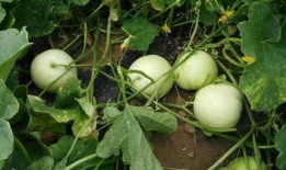 梦见吃绿瓜超级甜,品尝甜蜜绿瓜的奇幻之旅