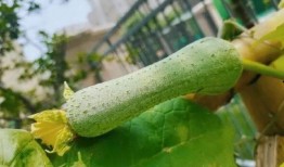 百院吃瓜,吃瓜群众揭秘校园秘闻