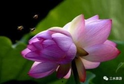 热缩荷花吃瓜,夏日消暑新潮流