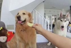 小狗可以吃生瓜嘛,生瓜是否适合宠物犬食用？