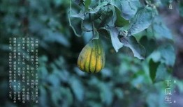 瓜地怎么防乌鸦吃瓜,守护丰收的秘密武器