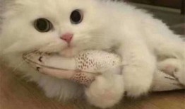 吃瓜群喵表情包,群喵表情包背后的趣味故事