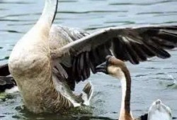 吃瓜鹅自然而燃