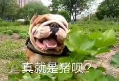 吃瓜斗牛犬,揭秘宠物界的“网红”现象