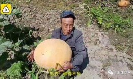 礼县吃瓜事件视频最新,一场网络舆论的风暴与反思