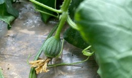 小时候吃的面瓜是哪种,揭秘我小时候吃的面瓜之谜