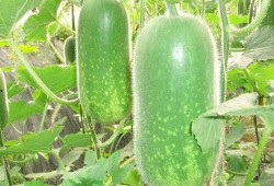 瓠瓜一瓜两吃的功效与禁忌,一瓜两吃，健康生活指南