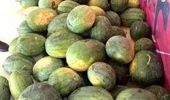 桐乡公园吃瓜,夏日吃瓜盛宴，共享清凉时光