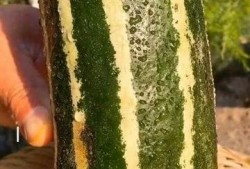 每人6个瓜5个没瓜吃,每人6瓜5瓜空，共享欢乐滋味长